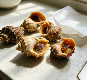 Sea Snails